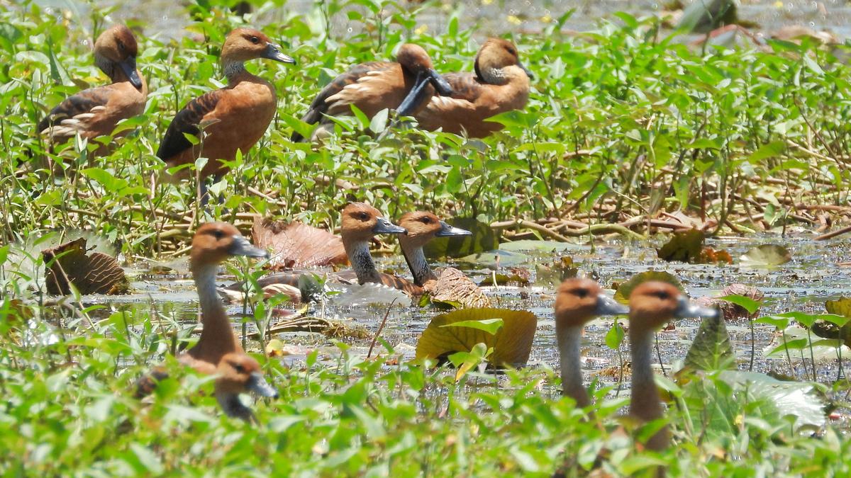 Rare Fulvous Whistling Duck Makes Surprise Appearance in Malappuram, Kerala