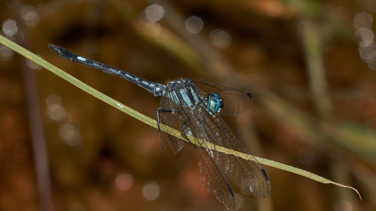 Dragonflies Signal Health of Local Ecosystems: A Crucial Environmental Indicator