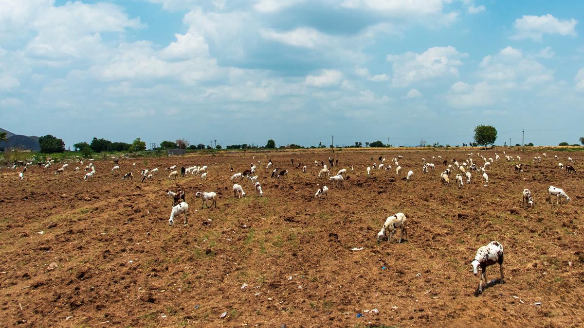 A.P. Officials Urged to Act Against El Nino Threats to Prevent Farmland Drought