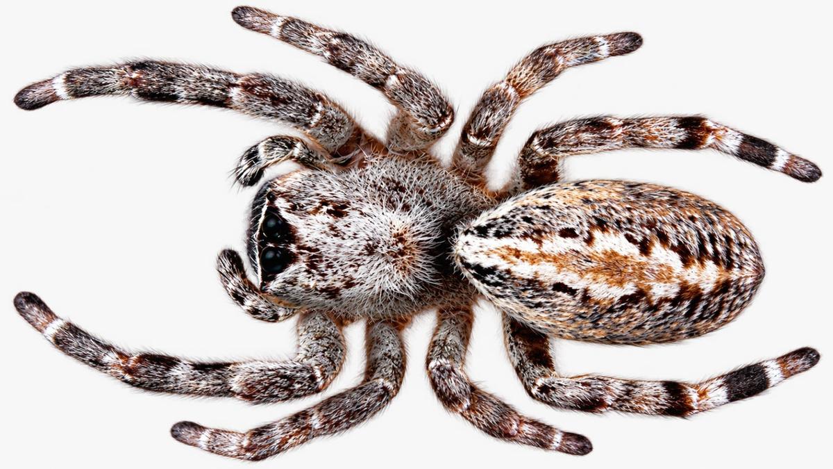 Indian Scientists Discover Molecules in Spider Venom for Cancer and Antimicrobial Drug Research