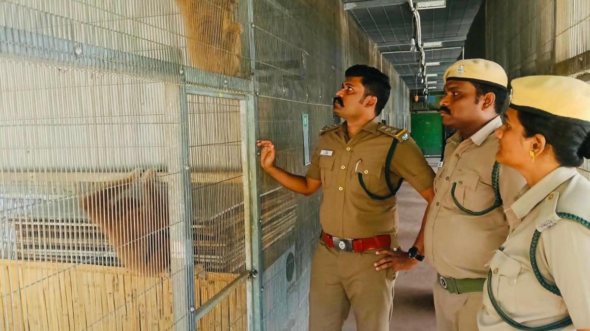 Erode Court Grants Farm Owner Conditional Custody of Vikram's Exotic Lar Gibbons