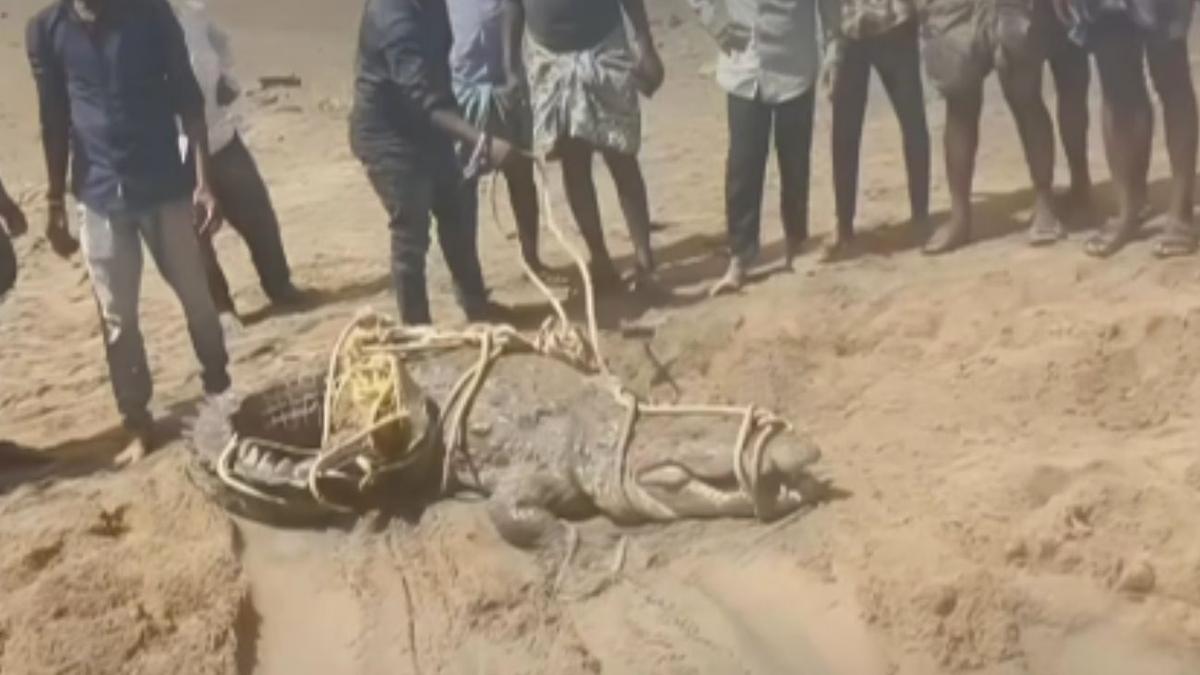 Villagers Capture and Beat Crocodile Driven Ashore by Shrinking Tungabhadra in Kurnool
