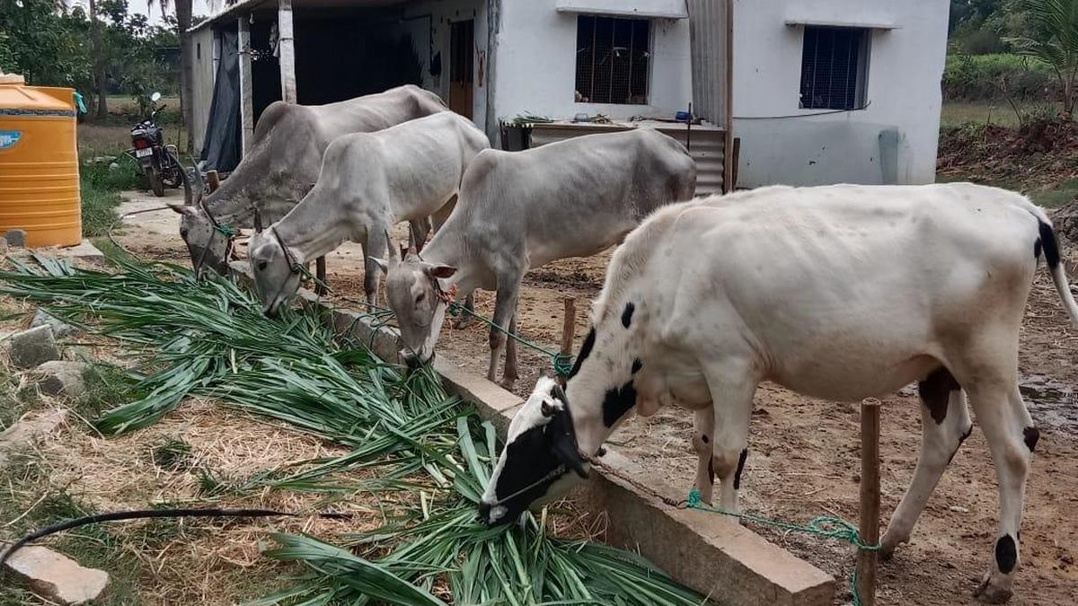 Chittoor Farmers Face Crop Crisis as Prolonged Dry Spell Threatens Harvest