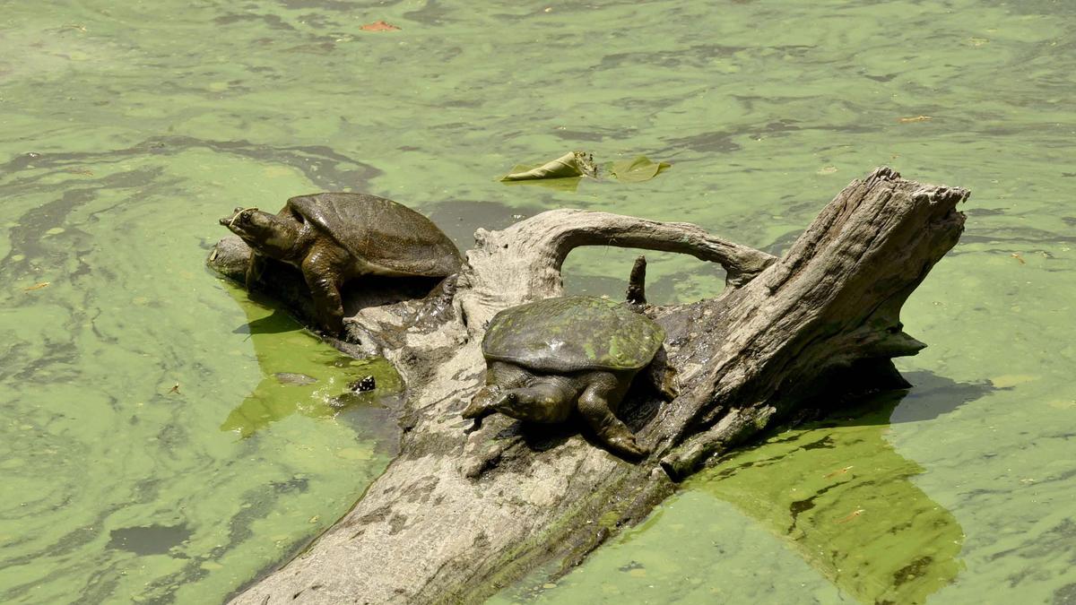 Turtles Escape Toxic Waters: Kajalheri Sanctuary Becomes a Death Trap