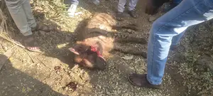 पीथमपुर के बजरंगपुरा गांव के पास बुजुर्ग महिला पर भयानक लड़बग्घे का हमला, लड़बग्घे के हमले से ग्रामीणों में फैली दहशत