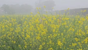 निवाड़ी जिले में तापमान में भारी गिरावट: किसानों को मिला फायदा