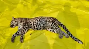 बेगमगंज रेंज: मादा तेंदुआ मृत पाई गई, तीन संदिग्धों पर मामला दर्ज