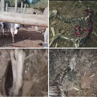 स्कूल प्रांगण के बाड़े में मिले गौ वंश के अवशेष, मचा हड़कंप हो सकती है बड़ी कार्यवाही!