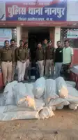 आलीराजपुर में मक्का खेत से 1.65 क्विंटल गांजा जब्त:मुखबिर की सूचना पर पुलिस ने आरोपी को घेराबंदी कर पकड़ा, मामला दर्ज