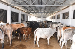 *गौ संवर्धन समिति के सक्रिय सदस्य श्री सौरभ नेमा ने अपने पुत्र दक्ष नेमा का जन्मदिन हनौता गौशाला में गौसेवा के साथ मनाया....!!