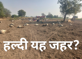 हल्दी यह जहर! 150 से ज्यादा गाडर-बकरियों की मौत, क्षेत्र में हड़कंप,