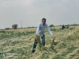 गेहूं की फसल हुई चौपट,किसानों ने की सर्वे और मुआवजे की मांग