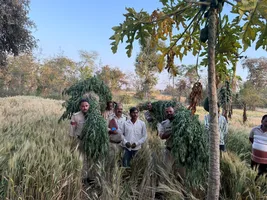 बमीठा पुलिस की बड़ी कार्यवाही, थाना प्रभारी आशुतोष श्रोत्रिय की टीम ने गांजे की खेती पकड़ी,
