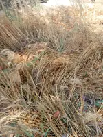 बे मौसम बारिश ने किसानों की बढ़ाई चिंताएं,तेज बारिश और ओलावृष्टि से फसले तबाह