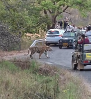 बांधवगढ़ टाइगर रिजर्व में सड़क पर बाघ की चहल-कदमी का वीडियो वायरल