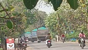 अवैध बालू परिवहन के लिए रात्रिकालीन लगी डंपरों की लाइन।