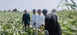 ओलावृष्टि का कहर! बुरहानपुर के किसान बर्बाद, कांग्रेस नेताओं ने जाकर दी...