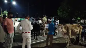 मोहगांव  पेट्रोल पंप के पास पांढुर्णा मार्ग होते हुए गोवंश पुलिस पकड़े