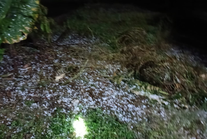 बीना क्षेत्र में ओलावृष्टि 