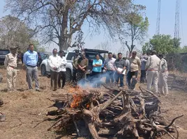 सतपुड़ा टाइगर रिजर्व में फिर बाघ शावक की मौत