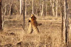 नर्मदापुरम के सतपुड़ा टाइगर रिजर्व में दिखा दुर्लभ वन्यजीवन का रोमांचक दृश्य