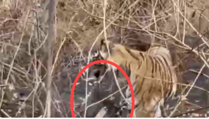 महुआ नहीं मिला… तो थैला ही उठा ले गया जंगल का महाराज