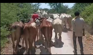 मोहगांव नगर में गौ तस्करी का खूनी संग्राम*  मोहगाँव बाजार में मौत का तांडव: 23 लाख 23हजार का ठेका और गोवंश की खुलेआम तस्करी