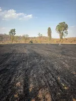 खड़ी फसल में लगी आग,धू धू कर खाक हुई फसल