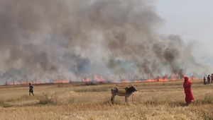 त्यौंथर में भीषण आग से 35 एकड़ गेहूं की फसल राख, 15 किसानों की मेहनत स्वाहा