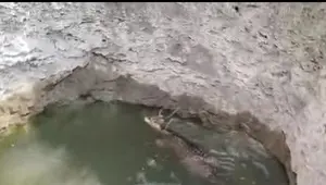 पानी की तलाश में भटकते समय कुएं में गिरा चीतल, ग्रामीणों ने दी सूचना