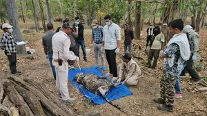 कान्हा नेशनल पार्क में मिला मृत बाघ शावक
