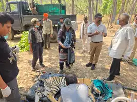 खतरे में जंगल का राजा 