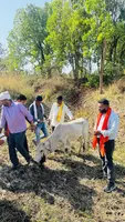 अज्ञात विस्फोटक से 11 गोवंश के मुंह फटे, 3 की मौत