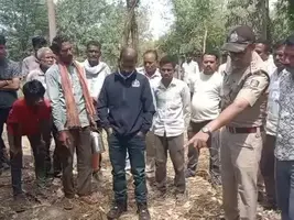 पन्ना टाइगर रिजर्व के बफर जोन में बाघ का आतंक: मोहनपुर हनुमतपुरा गांव में गाय का शिकार कर बछड़ा ले गया बाघ, ग्रामीणों में दहशत