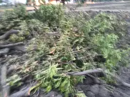 20 साल पुराने हरे-भरे आम के पेड़ पर चली कुल्हाड़ी, गांव में मचा बवाल