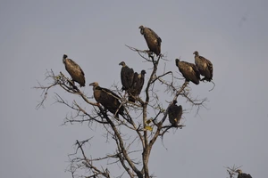 कान्हा में 22 से 24 मई तक होगी ग्रीष्मकालीन गिद्ध गणना, ‘गरुण’ एप से होगी मॉनिटरिंग