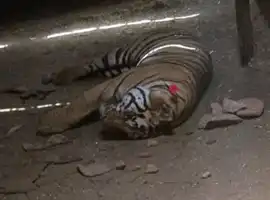 *घर के आंगन में सो रही महिला पर बाघ ने किया हमला मौके पर हुई मौत* *इधर ग्रामीणों के दंगे में कई वन कर्मी हुए घायल वाहनों में की गई तोड़ फोड़