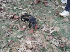पन्ना के मोहन्द्रा गांव में दुर्लभ 'सिवेट' का रेस्क्यू