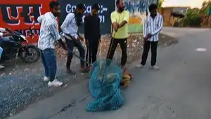 हाउसिंग बोर्ड क्षेत्र में आतंक का पर्याय बना खूंखार आवारा स्वान पकड़ा गया