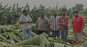 खकनार क्षेत्र में शनिवार रात आये हवा तूफान बे मौसम बारिश से किसानों की केला फसल बर्बाद