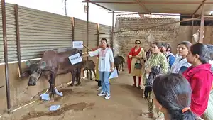 संविदा स्वास्थ्य कैमियो की हड़ताल के 8 वे दिन अनोखा विरोध प्रदर्शन...