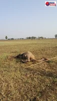 ​गुना: बिजली विभाग की घोर लापरवाही, जमीन तक लटके 11 KV तारों की चपेट में आकर ऊंट की मौत