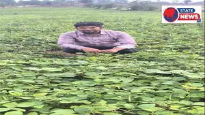विदिशा: सिरोंज में मूंग फसल के अफलन की होगी वैज्ञानिक जांच