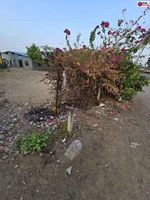कचरा जलाने की लापरवाही से आधा जला हरा-भरा वृक्ष, वार्ड 05 में फैली नाराजगी