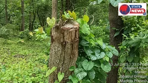 सौसर क्षेत्र के मरार्म मोहगांव क्षेत्र में अंधाधुंध कट रहे सागौन के पेड़ वन विभाग का पेड़ लगाने का हाई वोल्टेज ड्रामा आखिर क्यों