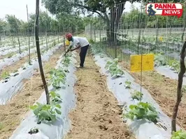 पन्ना: अतिथि शिक्षक से सफल किसान तक का सफर, आधुनिक खेती से कमा रहे हैं लाखों का मुनाफा