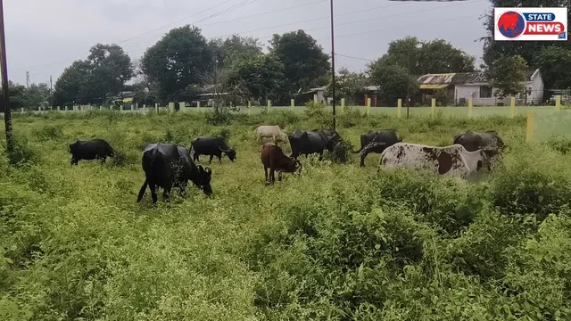 मवेशियों का बना अड्डा 33 लाख 80 हजार रुपए की लागत से...