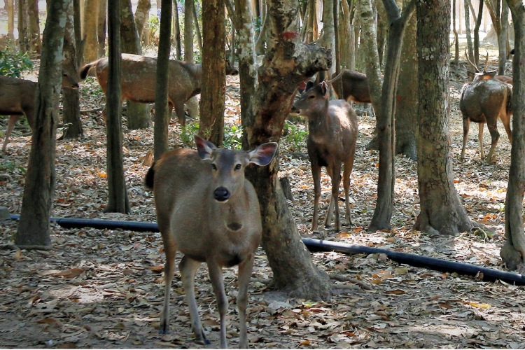 Phnom Tamao Wildlife Center & Buddha Kiri Cambodia Day Tour