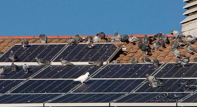 Advantages Of Bird Proofing Your Solar Panel | TheAmberPost