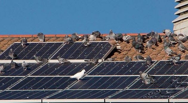 DS Solar Maintenance: Bird Proofing Systems For Residents And Businesses